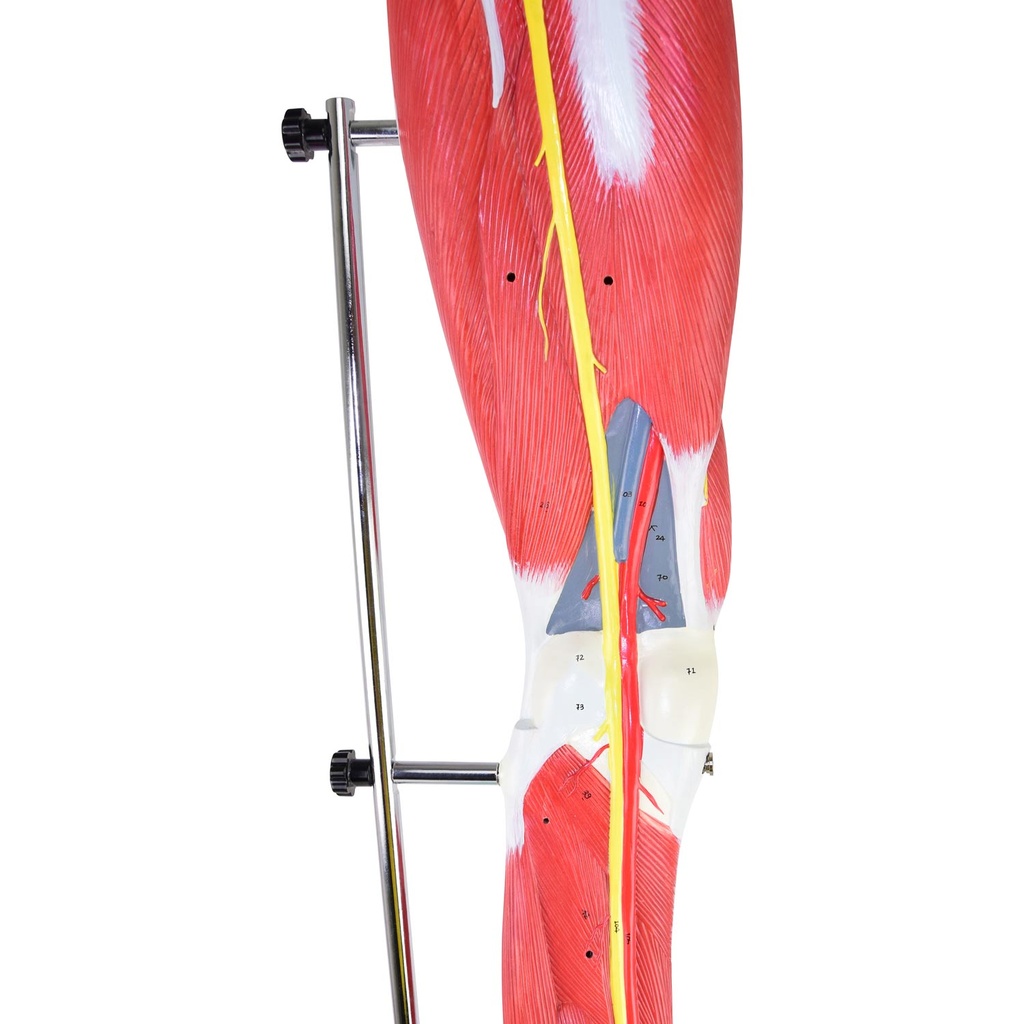 7-21489-01-heinescientific-muskelmodell-bein.jpg