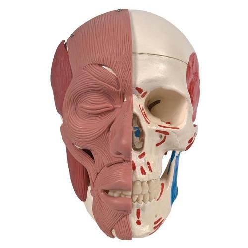 2-18778-01-3BSCIENTIFIC-Schaedel-Gesichtsmuskulatur.jpg