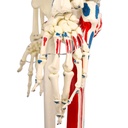 5-21482-01-heinescientific-skelett-muskelansaetze.jpg