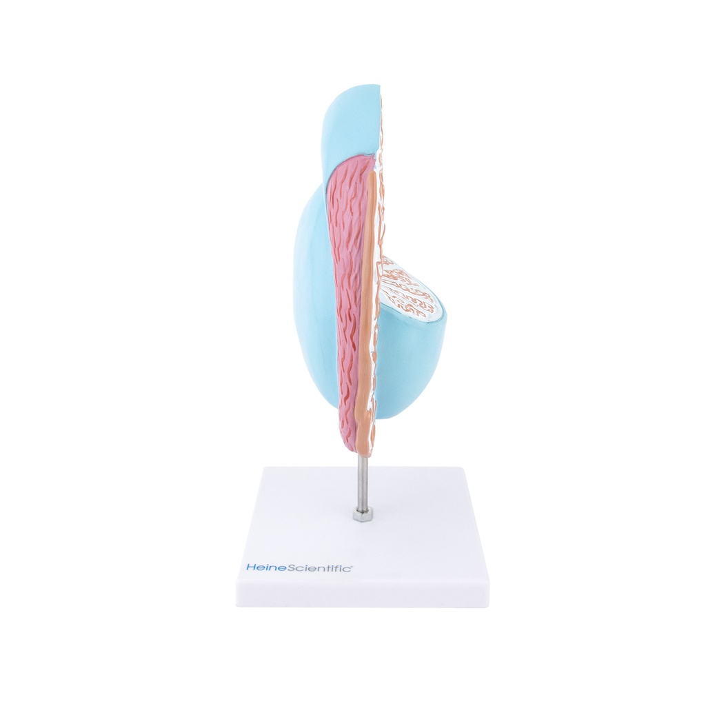 2-21492-01-heinescientific-modell-hoden-nebenhoden.jpg