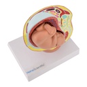 5-21503-01-heinescientific-beckenmodel-foetus.jpg