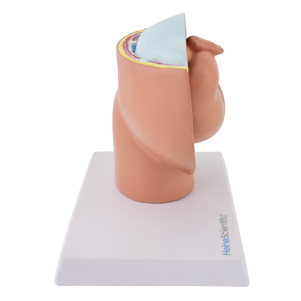 6-21503-01-heinescientific-beckenmodel-foetus.jpg