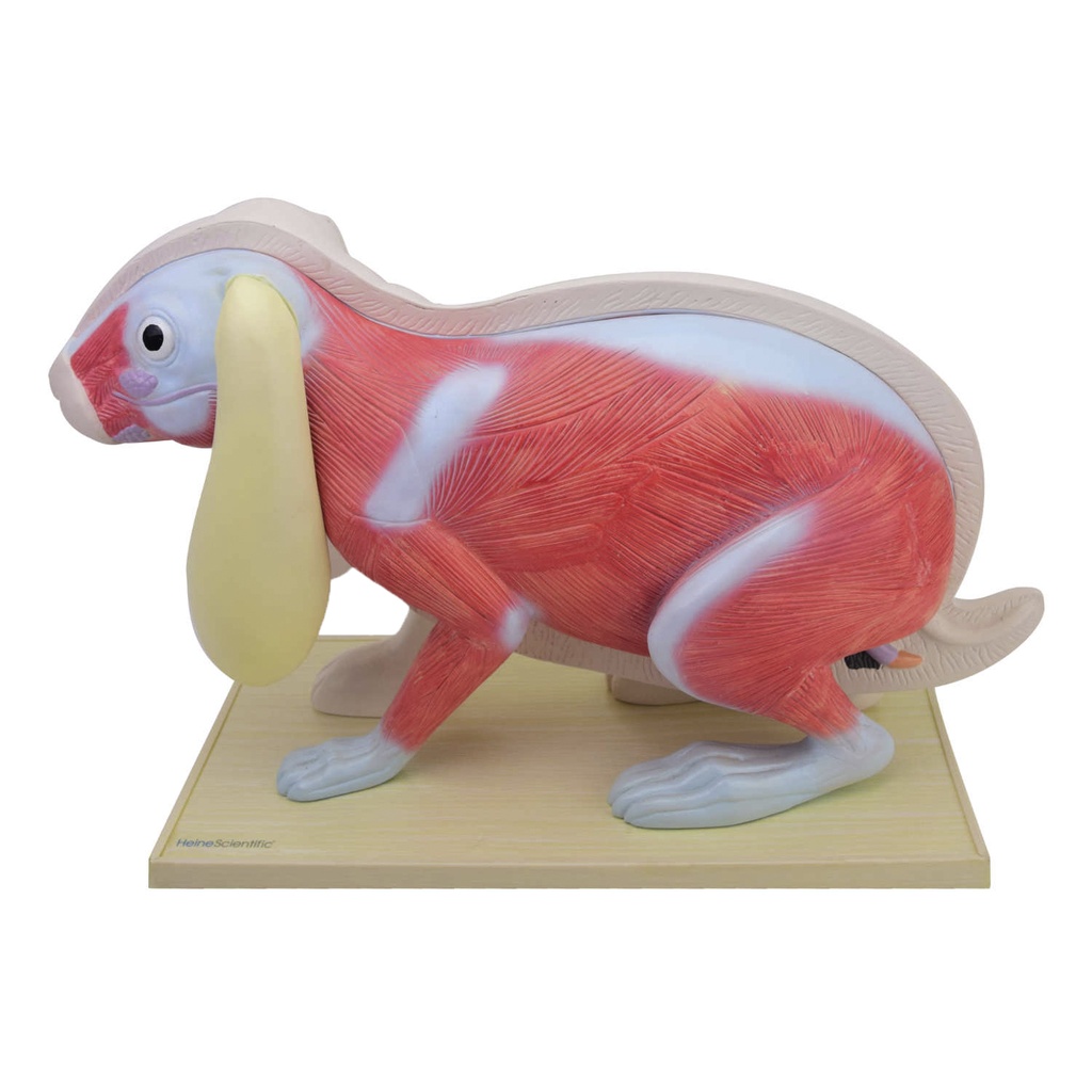 2-21519-01-heinescientific-zerlegbares-kaninchen.jpg