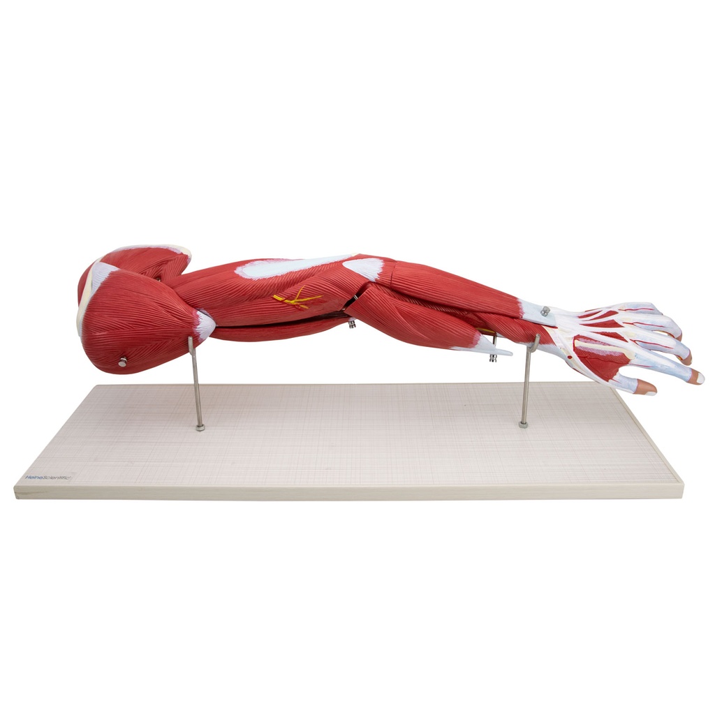 8-21488-01-heinescientific-armmodell-7-teilig.jpg