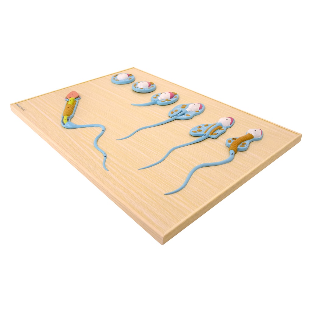 2-21498-01-heinescientific-modell-spermatogenese.jpg