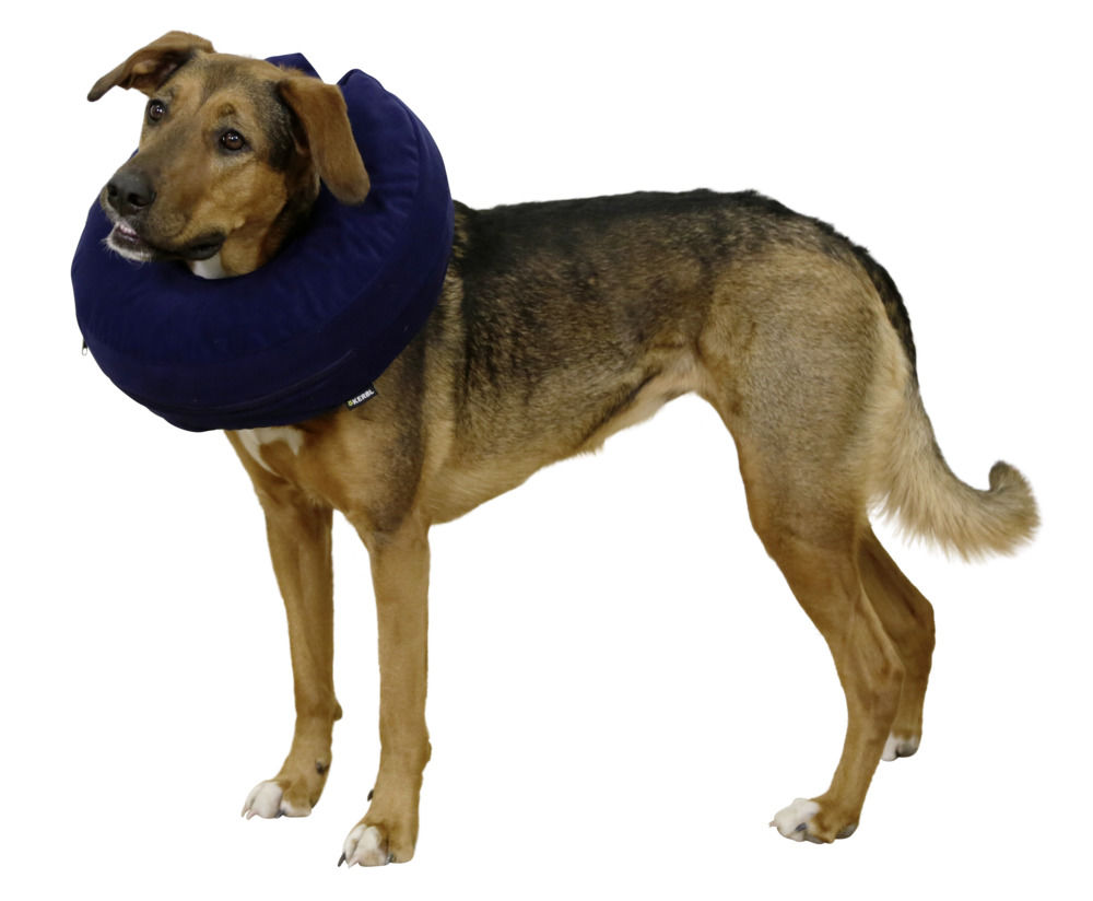 1-22771-02-25-35cm-blau-Hunde-Halskrause.jpg