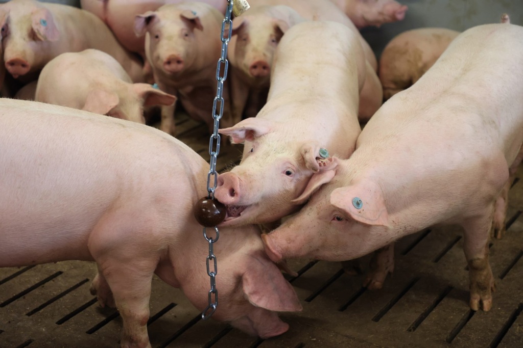 3-23475-01-Beißkugel Natur-75mm.jpg