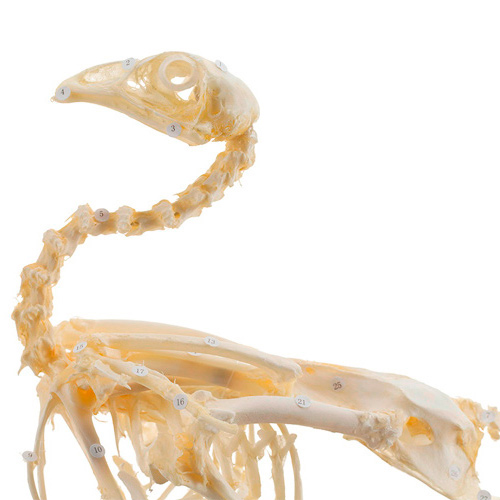 2-20420-01-heinescientific-skelett-huhn-echte-knochen.jpg