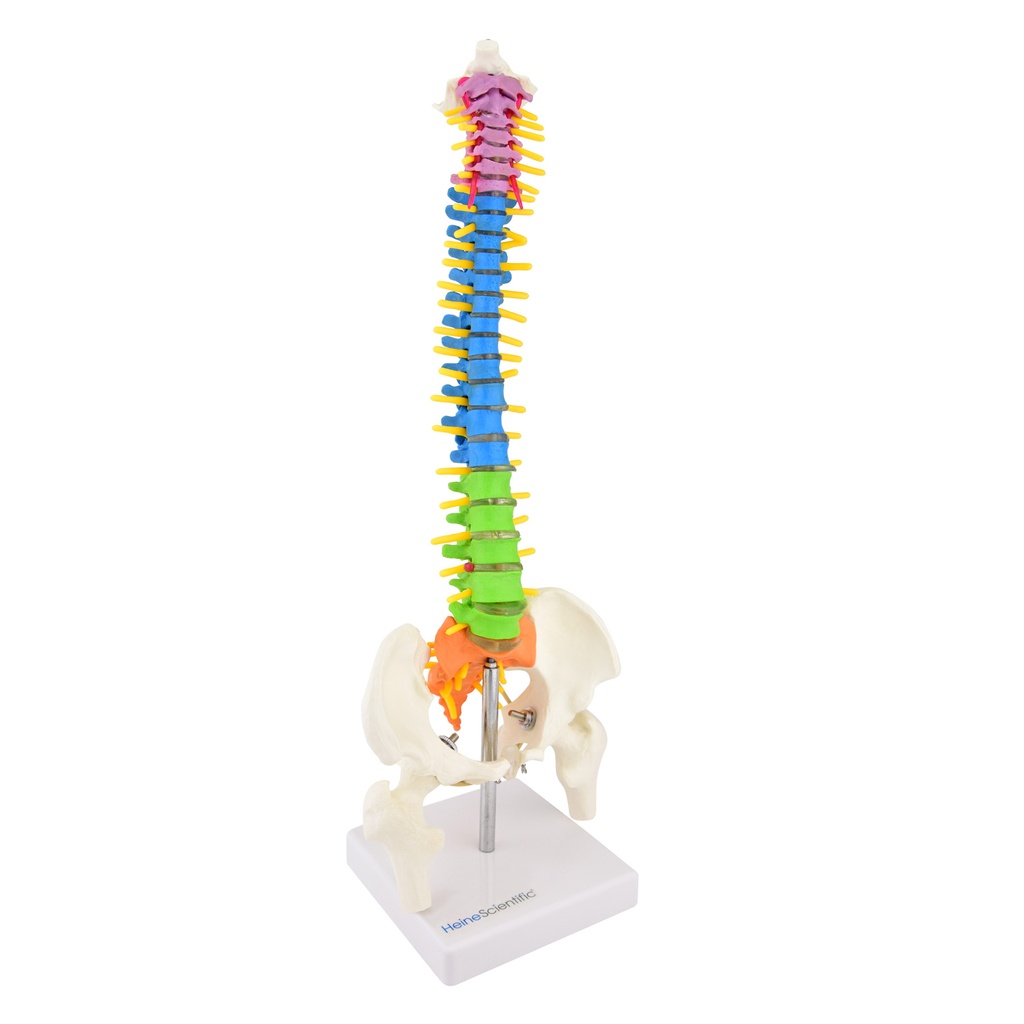 2-21485-01-heinescientific-wirbelsaeule-farbig.jpg