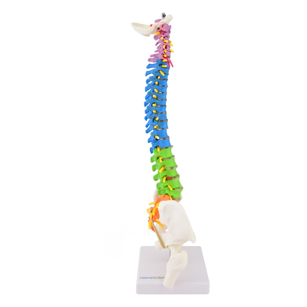 3-21485-01-heinescientific-wirbelsaeule-farbig.jpg