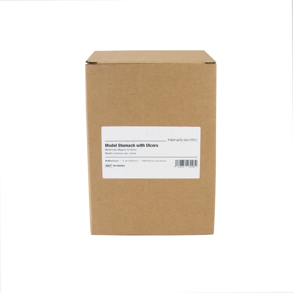 5-21506-01-heinescientific-modell-magen-ulzera.jpg