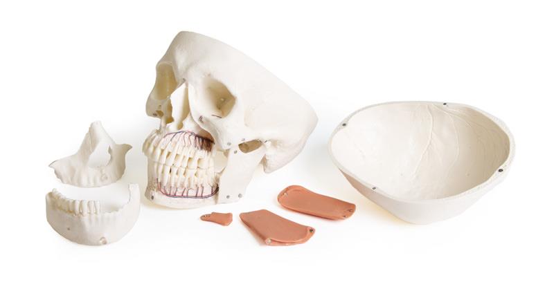 3-25244-01-erler-schaedelmodell-zahnmedizin-cmd-syndrom.jpg