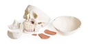 3-25244-01-erler-schaedelmodell-zahnmedizin-cmd-syndrom.jpg