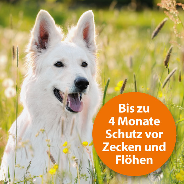 4-23084-01-ardap-zecken-und-flohschutz-halsband-hunde-bis-10kg.jpg