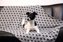 6-22689-01-Sternmuster-grau-Hundedecke-Stella.jpg