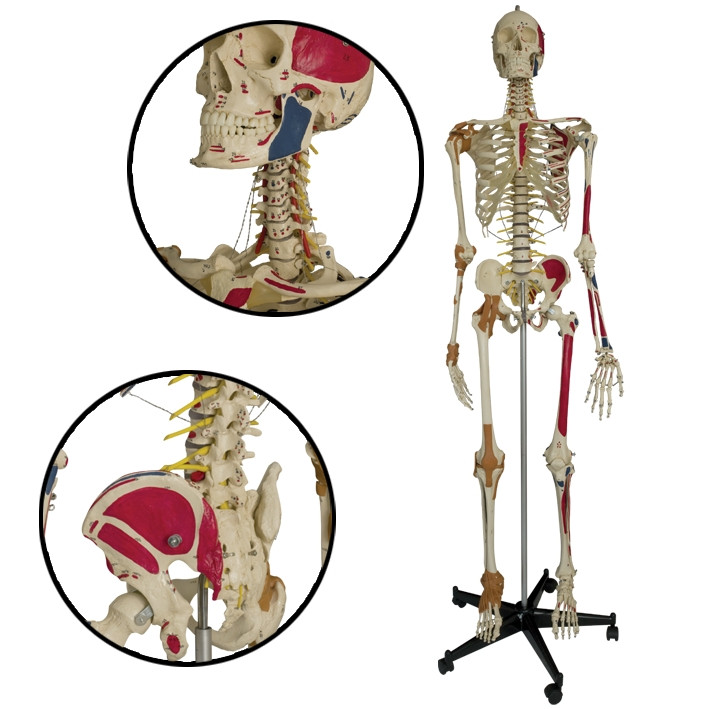 MEGRO Super-Duper-Skeleton on 5-foot stand with Dust cover