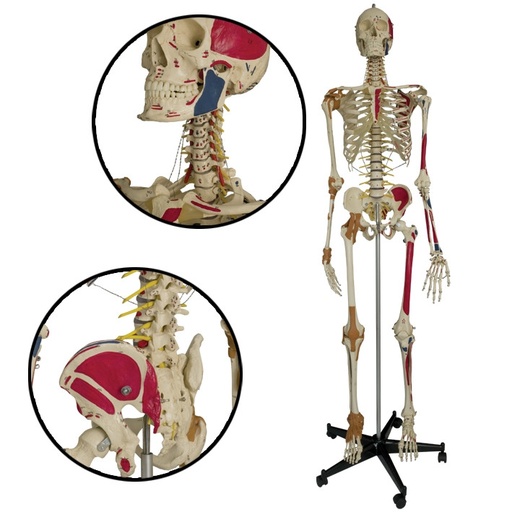 [13622-01] MEGRO Super-Duper-Skeleton on 5-foot stand with Dust cover