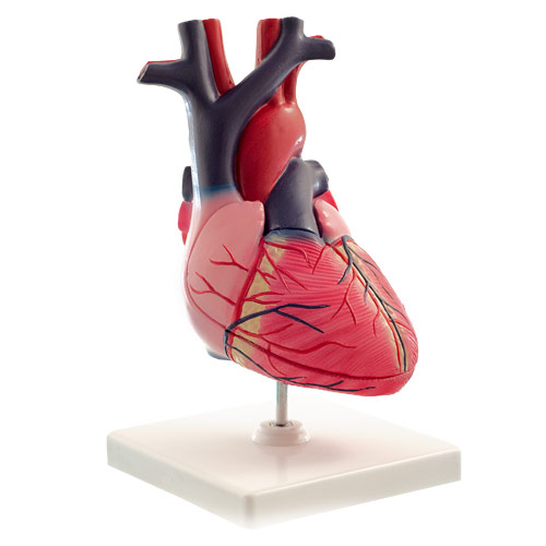 [13626-01] HEINESCIENTIFIC Anatomical model of a human heart 2-part