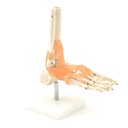 HEINESCIENTIFIC Foot skeleton model with ligament apparatus