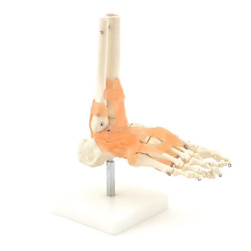 [13628-01] HEINESCIENTIFIC Foot skeleton model with ligament apparatus