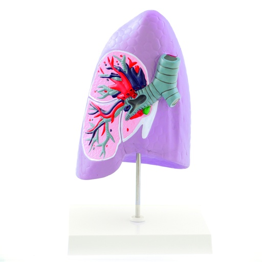[14724-01] HEINESCIENTIFIC Anatomical model of a right lung lobe