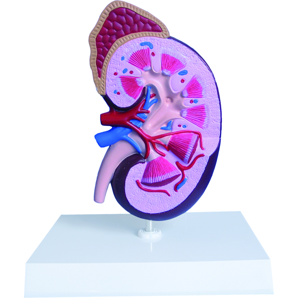 HEINESCIENTIFIC Model of a kidney with adrenal gland