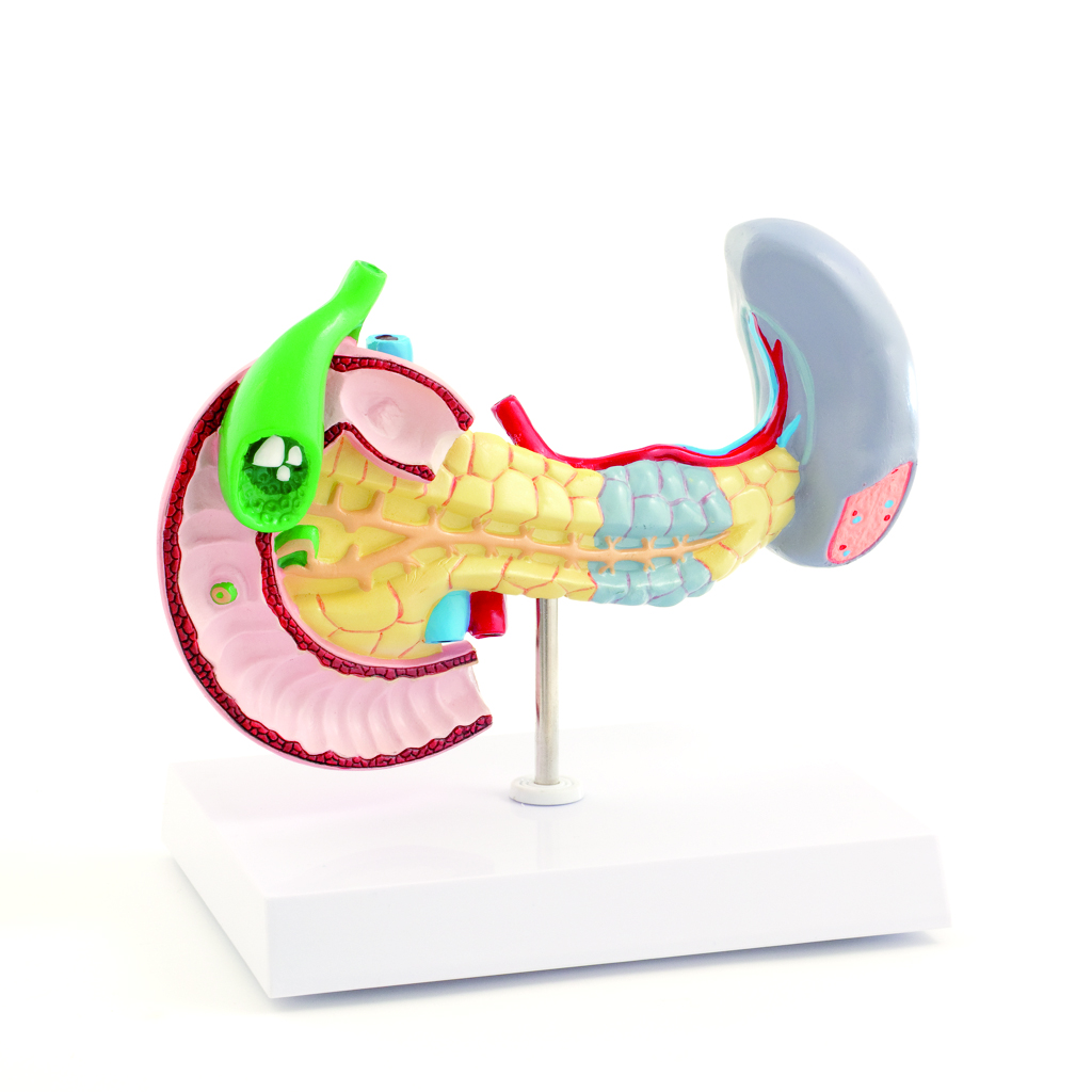 HEINESCIENTIFIC Anatomisches Modell von Bauchspeicheldrüse, Milz und Galle