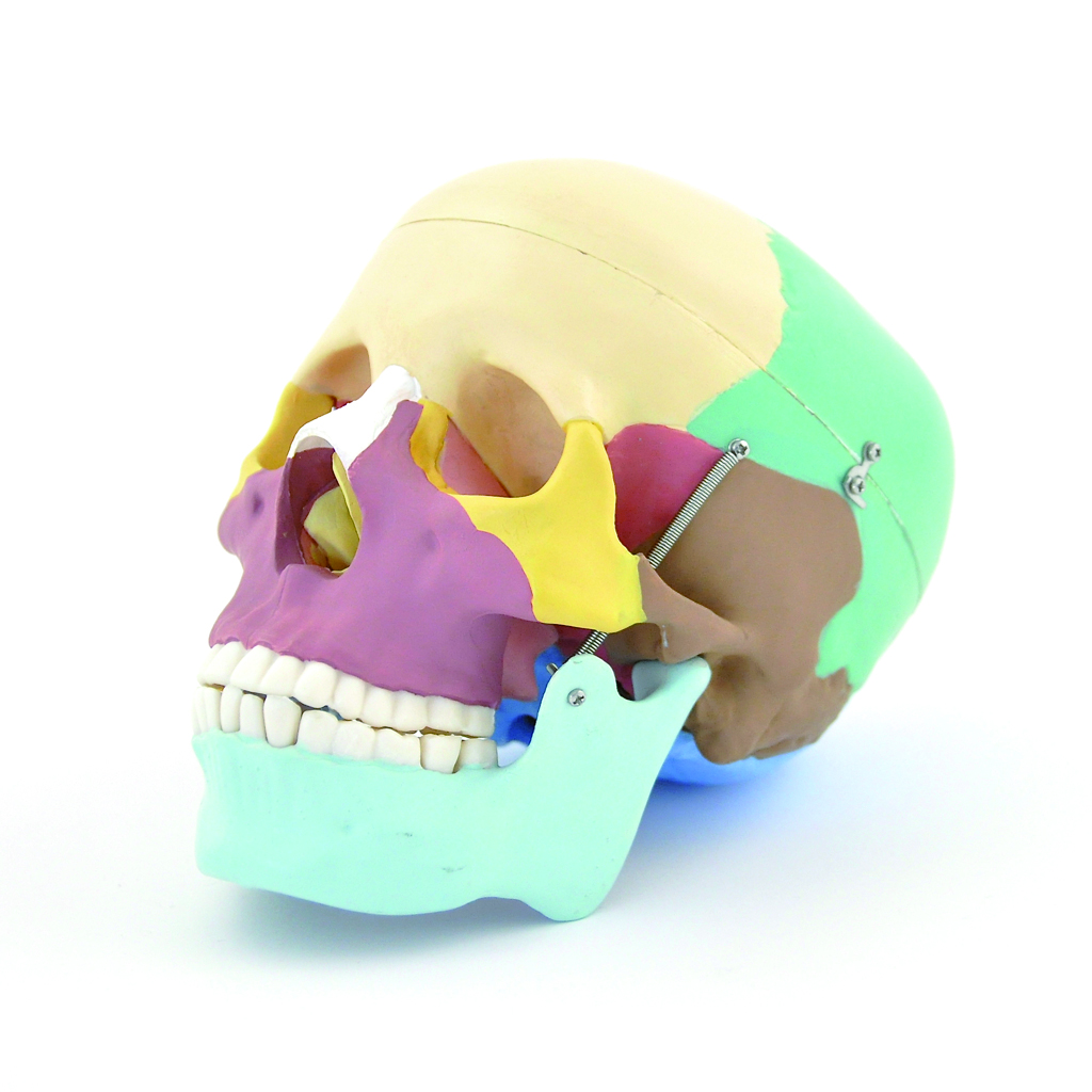 HEINESCIENTIFIC Colored skull model dismountable