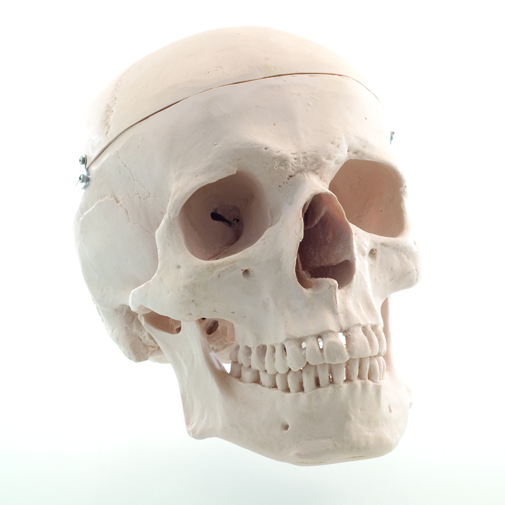 HEINESCIENTIFIC Skeleton model human skull, dismountable