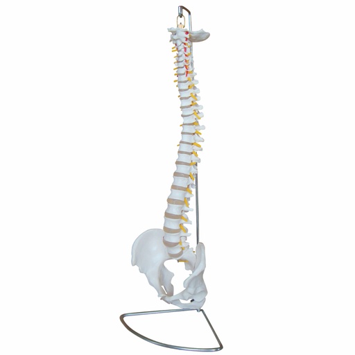 [14734-01] HEINESCIENTIFIC Spine model with pelvis