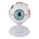 HEINESCIENTIFIC Eye model enlarged and dismountable