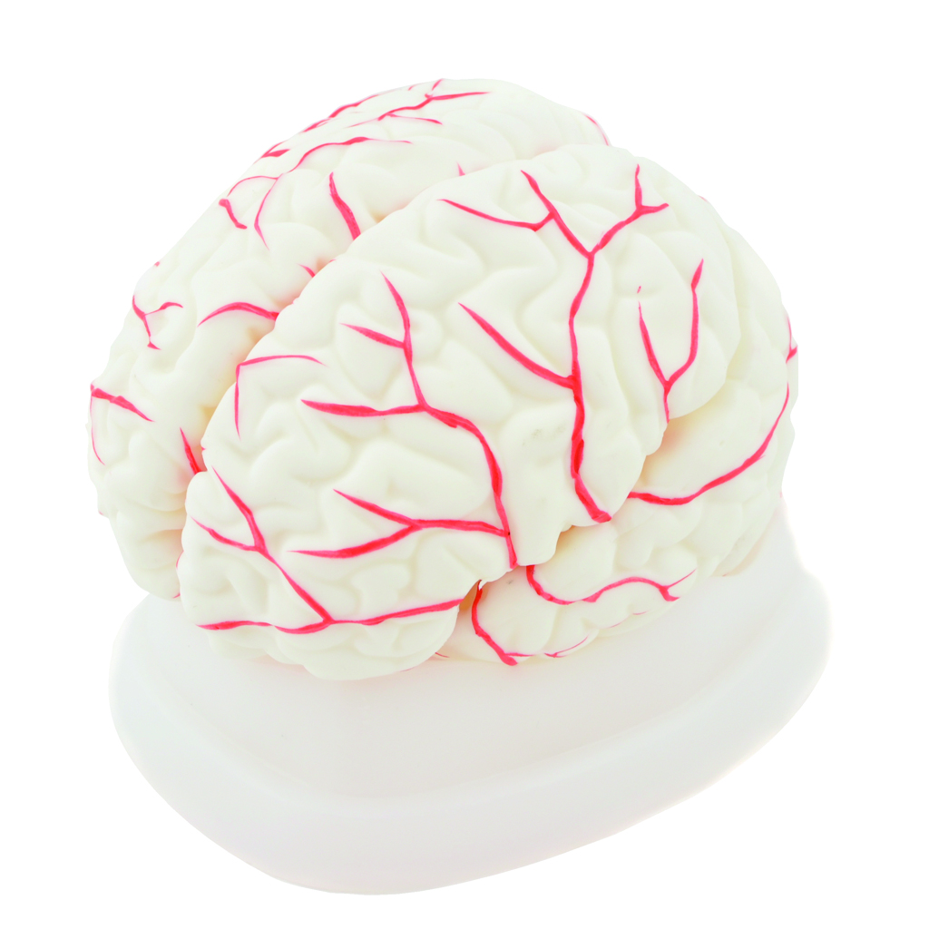 HEINESCIENTIFIC Brain model dismountable
