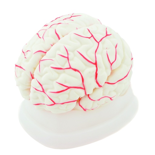 [14743-01] HEINESCIENTIFIC Brain model dismountable