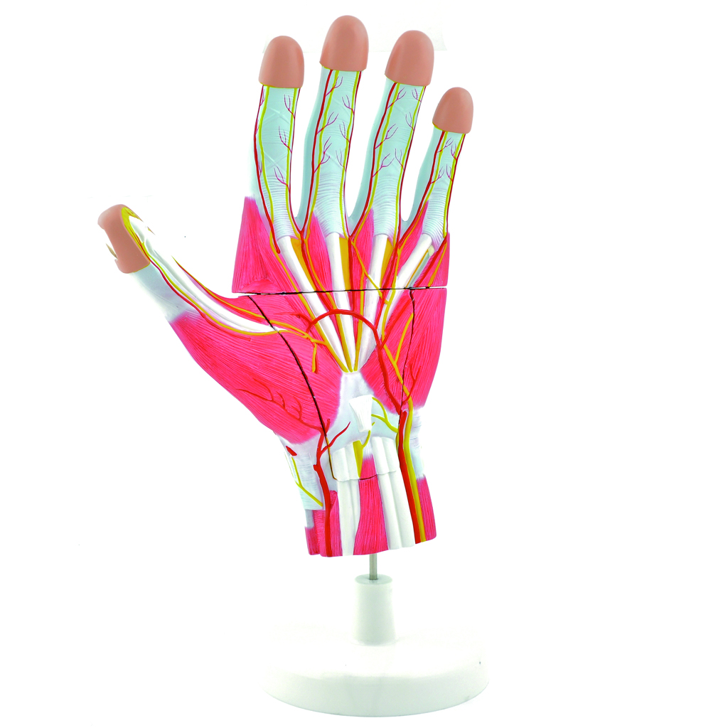 HEINESCIENTIFIC Anatomical hand model dismountable