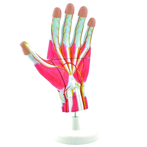 [14745-01] HEINESCIENTIFIC Anatomical hand model dismountable