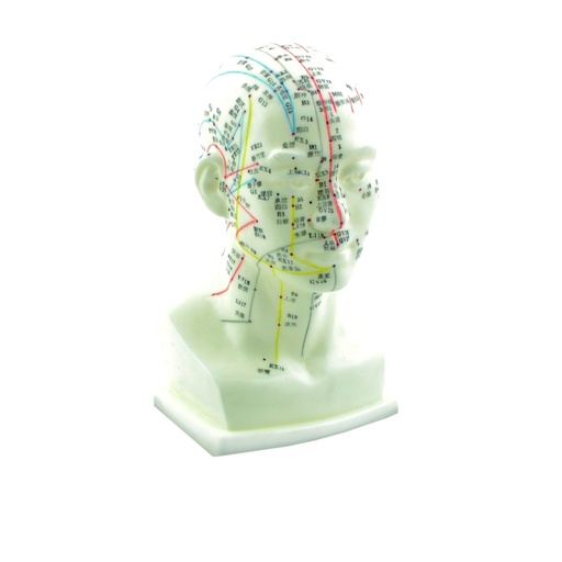 [14747-01] HEINESCIENTIFIC Acupuncture model head with small base