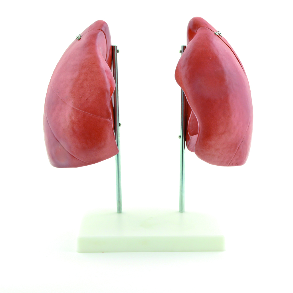 HEINESCIENTIFIC Anatomisches Lungenmodell zerlegbar