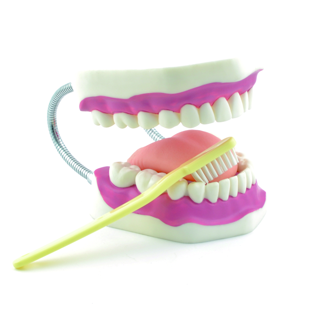 HEINESCIENTIFIC Dental care model in 3-fold life-size