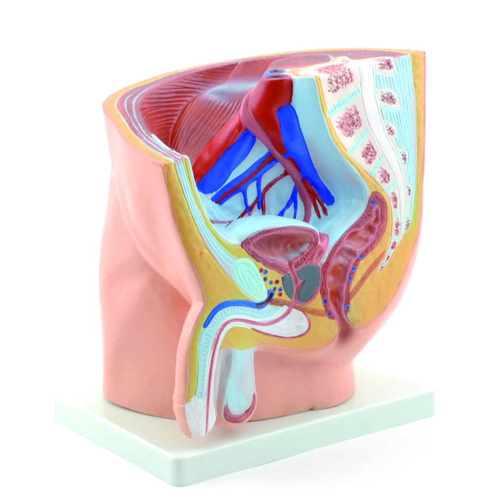 HEINESCIENTIFIC Male pelvis model in longitudinal section