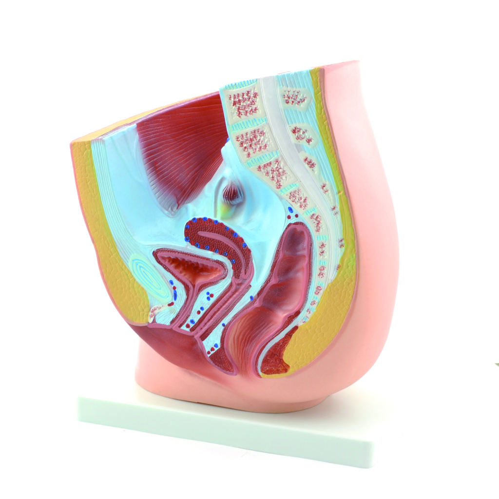 HEINESCIENTIFIC Female pelvis model in longitudinal section