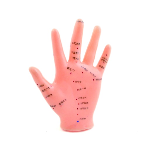 [14756-01] HEINESCIENTIFIC Acupuncture model of the hand