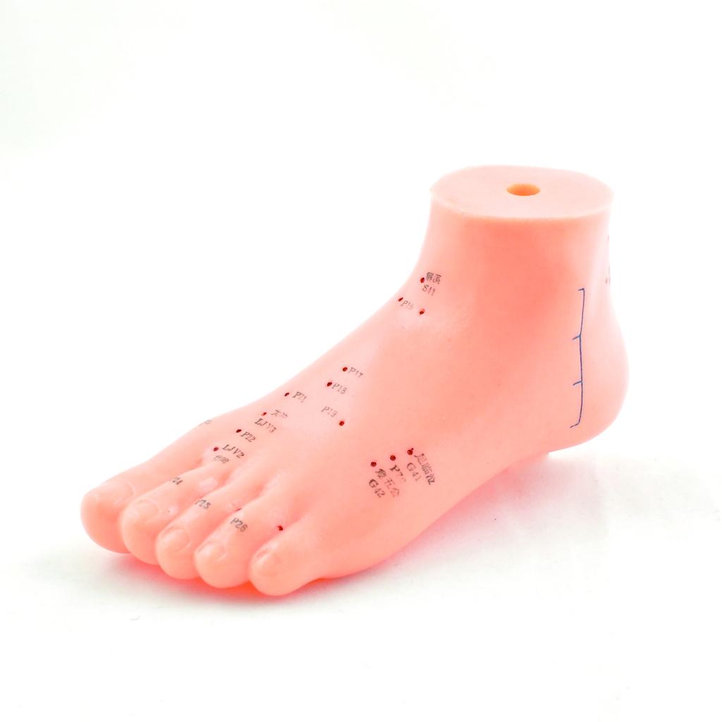 HEINESCIENTIFIC Acupuncture model foot