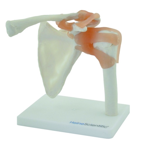 [14758-01] HEINESCIENTIFIC Shoulder joint model with ligaments
