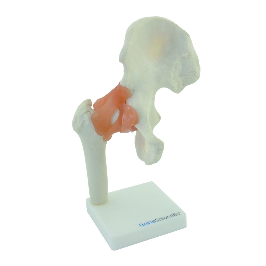 HEINESCIENTIFIC Hip joint model with ligaments