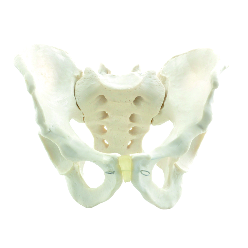 HEINESCIENTIFIC Bony pelvis model male