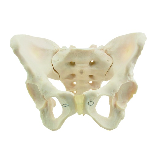 [14762-01] HEINESCIENTIFIC Skeleton model female pelvis