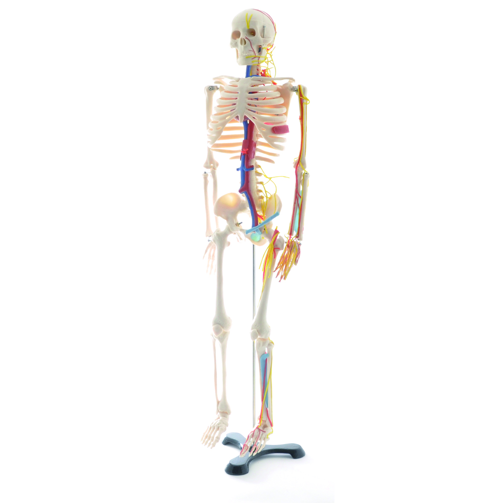 HEINESCIENTIFIC Anatomical skeleton with nerves and vessels