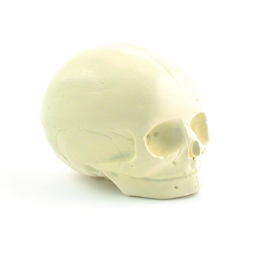 [14769-01] HEINESCIENTIFIC Fetus skull model
