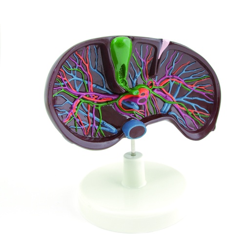 [14773-01] HEINESCIENTIFIC Anatomical model liver with surrounding structures