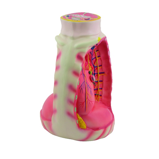 [14775-01] HEINESCIENTIFIC Mediastinum-Modell mit Hals